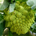 Vibrant green Romanesco broccoli head with intricate fractal patterns, surrounded by green leaves.
