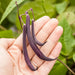 Hand cradling three deep purple string beans, fresh from the garden. Healthy, colorful vegetable harvest.