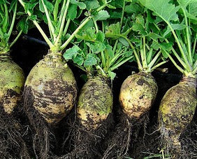 Row of freshly harvested rutabagas or turnips, showing dirty roots and vibrant green leaves.