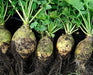Row of freshly harvested rutabagas or turnips, showing dirty roots and vibrant green leaves.