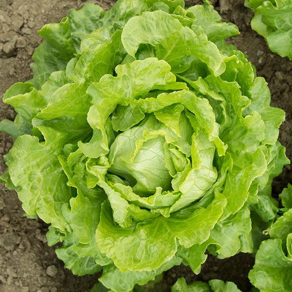 Vibrant green butterhead lettuce head growing in rich garden soil. Fresh organic salad greens.