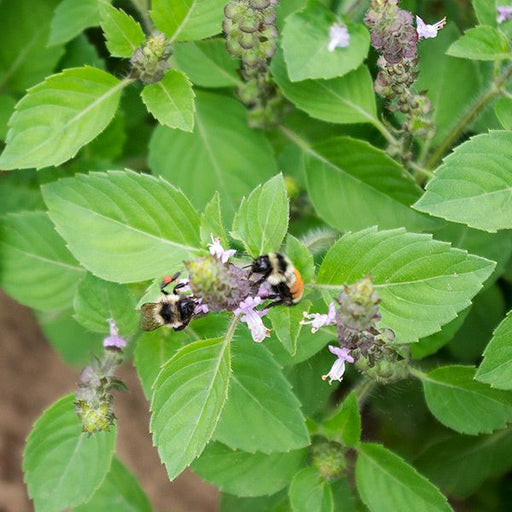 Two fluffy bumblebees, one with an orange abdomen, pollinating purple basil flowers on a green herb plant.