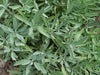 Vibrant sage plants with fuzzy grey-green leaves, a fragrant culinary herb.