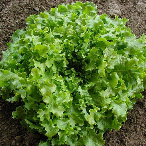 Close-up of vibrant green loose-leaf lettuce growing in dark garden soil; fresh leafy vegetable.