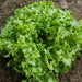 Close-up of vibrant green loose-leaf lettuce growing in dark garden soil; fresh leafy vegetable.