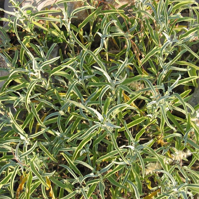 Lush sage plant with slender, silver-green leaves. Perfect for herb gardens, culinary use, and xeriscaping.