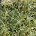 Lush sage plant with slender, silver-green leaves. Perfect for herb gardens, culinary use, and xeriscaping.
