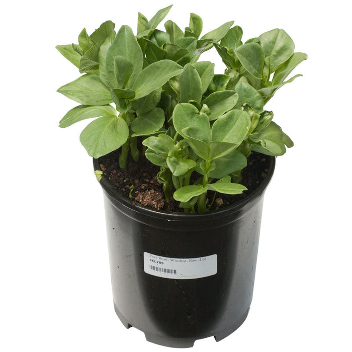 Green Fava Bean Windsor starter plant in a black pot, broad bean seedlings ready for garden.
