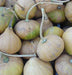 Tan winter squash harvest with long stems and green patches.