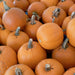 Bright orange pumpkins with stems, piled for fall harvest, autumn decor, or Halloween.
