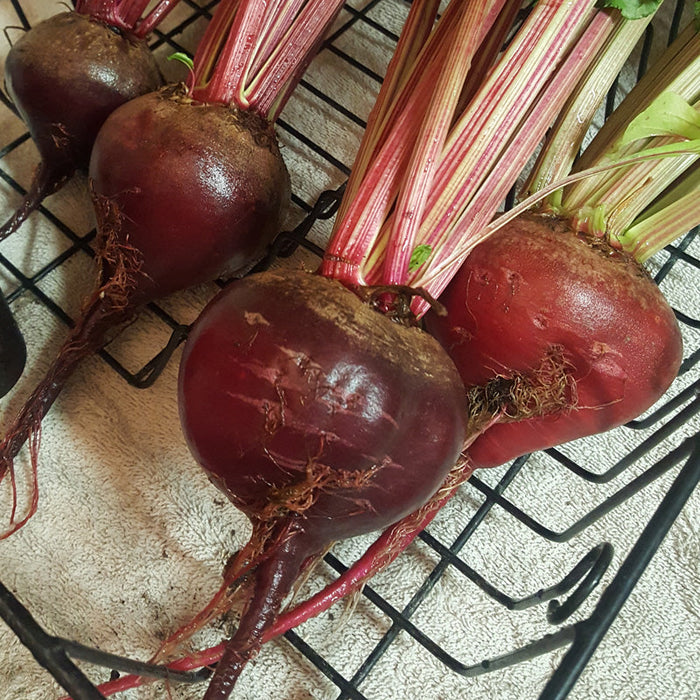 Freshly dug red beets with green tops and earthy roots on a drying rack. Healthy organic root vegetables.