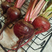 Freshly dug red beets with green tops and earthy roots on a drying rack. Healthy organic root vegetables.