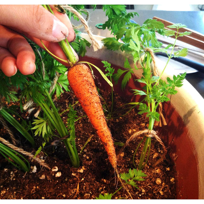 Hand pulling a small, dirty carrot from a pot. Fresh homegrown vegetable harvest, container gardening.