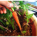 Hand pulling a small, dirty carrot from a pot. Fresh homegrown vegetable harvest, container gardening.