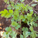 Vibrant green cilantro (coriander) herb plant growing in garden soil.