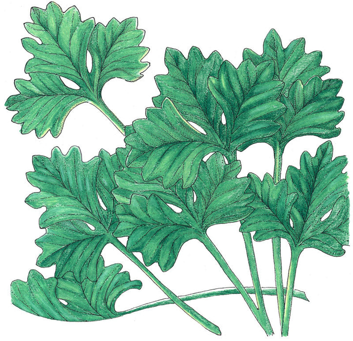 Vibrant green flat-leaf Italian parsley sprig illustration. Fresh culinary herb for cooking and garnish.