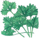 Vibrant green flat-leaf Italian parsley sprig illustration. Fresh culinary herb for cooking and garnish.