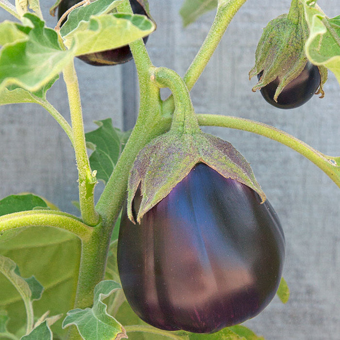 Fresh dark purple eggplant ripening on a healthy green plant. Organic garden vegetables ready for harvest.