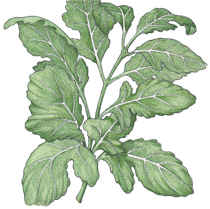 Botanical illustration of a green leafy plant with deeply lobed leaves and prominent white veins, like arugula or mustard greens.