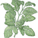Botanical illustration of a green leafy plant with deeply lobed leaves and prominent white veins, like arugula or mustard greens.