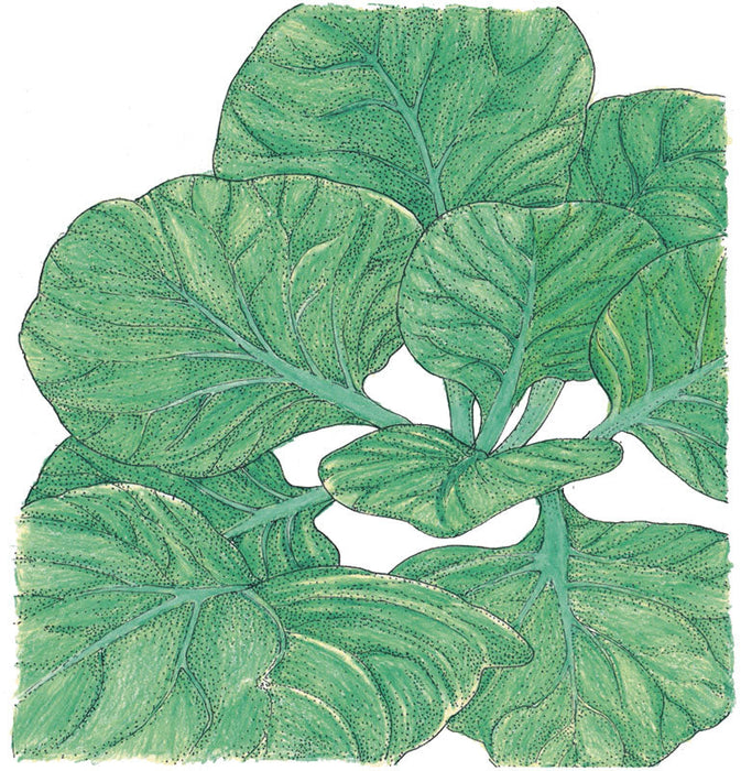Vibrant green leaves, detailed botanical plant foliage with prominent veins. Healthy garden greens.