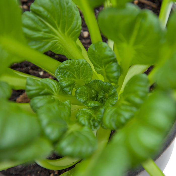 Vibrant green leafy plant growing in dark soil. Fresh, healthy, crinkled leaves seen from above.