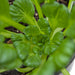 Vibrant green leafy plant growing in dark soil. Fresh, healthy, crinkled leaves seen from above.