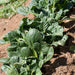 Fresh Tatsoi plants in a garden row, vibrant green Asian leafy vegetables thriving in healthy soil.