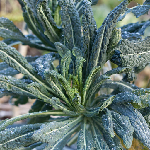 Fresh Lacinato kale plant with dark green, textured leaves and glistening water droplets.