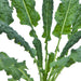 Dark green Lacinato kale plant, fresh and healthy. Textured leafy vegetable for nutritious meals.