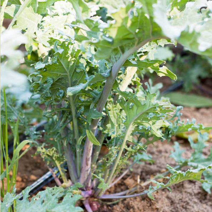 Vibrant green curly kale plant with purple stems and dew drops, thriving in rich garden soil.