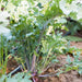 Vibrant green curly kale plant with purple stems and dew drops, thriving in rich garden soil.