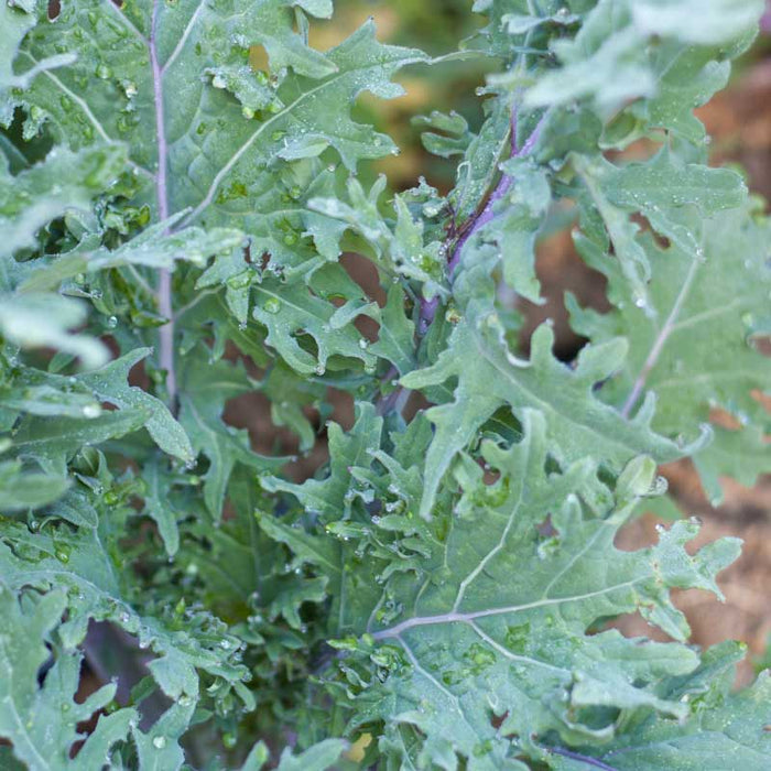Close-up of fresh green kale leaves with dew drops and purple stems. Healthy, organic garden vegetable.