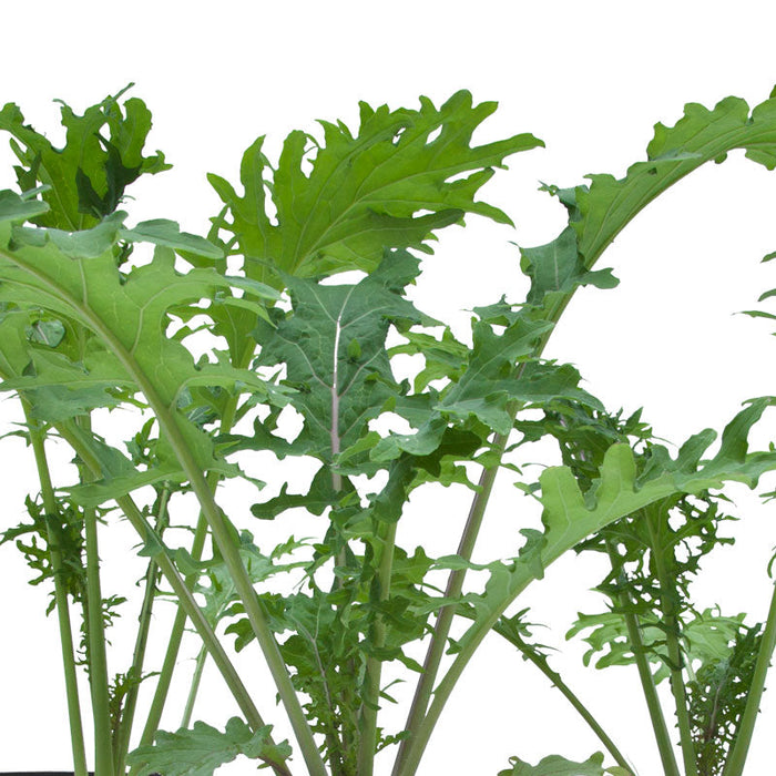 Fresh vibrant green leafy vegetables with serrated edges and purple stems. Organic mustard greens or kale.
