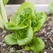 Green lettuce plant growing in rich garden soil. Fresh, healthy organic vegetable.