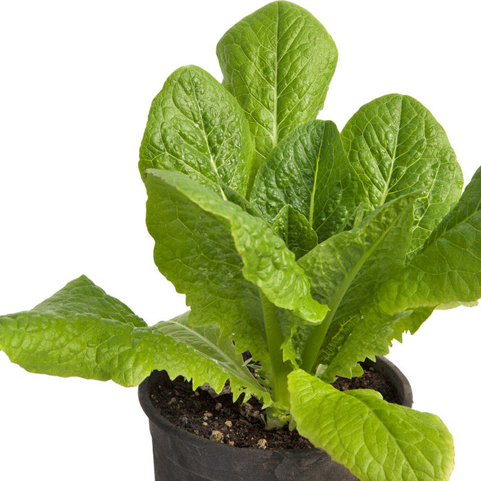 Potted green romaine lettuce plant with vibrant leaves, ideal for home gardening or fresh salads.