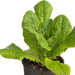 Potted green romaine lettuce plant with vibrant leaves, ideal for home gardening or fresh salads.