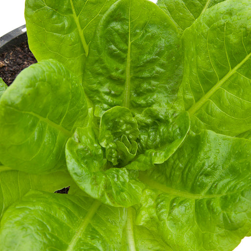 Vibrant green lettuce plant in a pot. Fresh, organic salad leaves with water droplets.