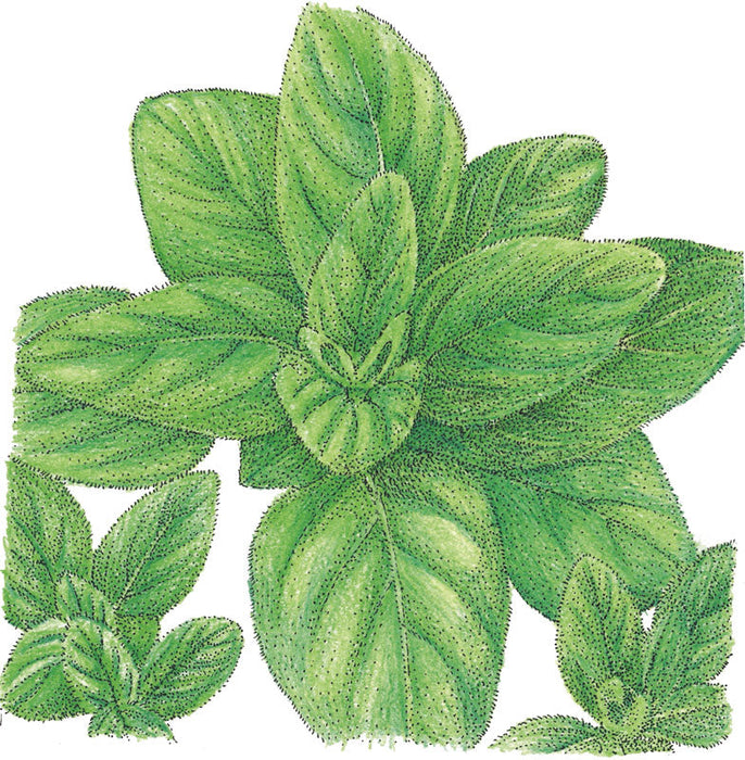 Fresh green oregano herb leaves illustration. Culinary plant, garden.
