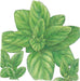 Fresh green oregano herb leaves illustration. Culinary plant, garden.