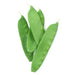 Fresh green snow pea pods. Crisp, healthy vegetables ideal for cooking or snacking.