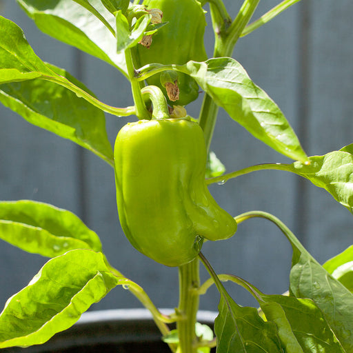 Fresh green bell pepper growing on a vibrant plant. Water droplets on leaves. Homegrown garden vegetable.