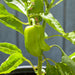 Fresh green bell pepper growing on a vibrant plant. Water droplets on leaves. Homegrown garden vegetable.