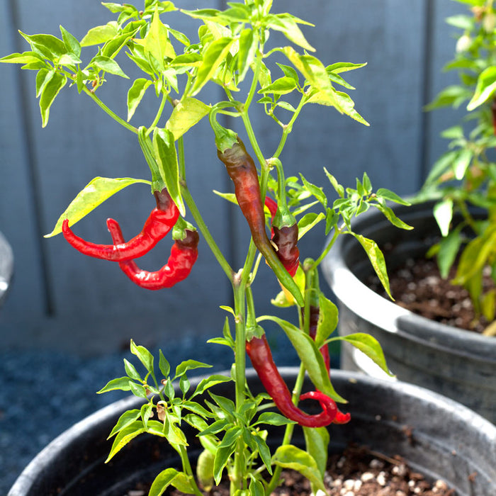 Vibrant red chili peppers on a green plant in a pot. Fresh, spicy peppers ripening for a home garden.