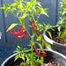 Vibrant red chili peppers on a green plant in a pot. Fresh, spicy peppers ripening for a home garden.