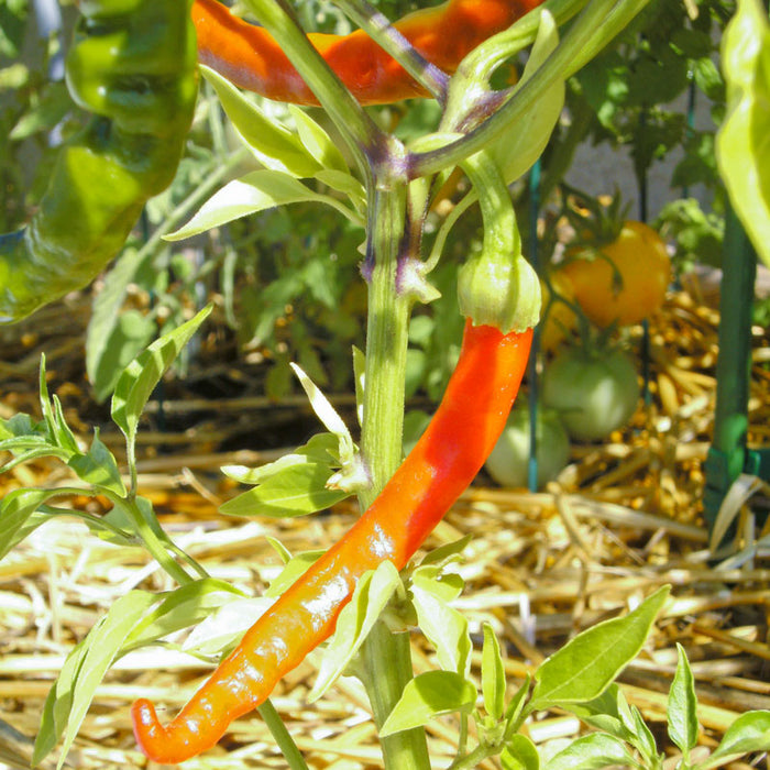 Red chili pepper growing on a plant in a sunny garden with green and yellow tomatoes, straw mulch.