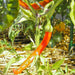 Red chili pepper growing on a plant in a sunny garden with green and yellow tomatoes, straw mulch.