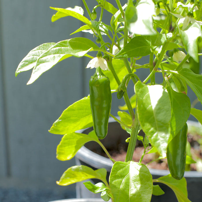 Green chili pepper plant in a pot with a developing pepper, white flower, and lush green leaves.