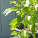 Green chili pepper plant in a pot with a developing pepper, white flower, and lush green leaves.