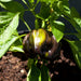 Ribbed purple and green bell pepper ripening on a healthy plant in a sunny garden. Homegrown vegetable.